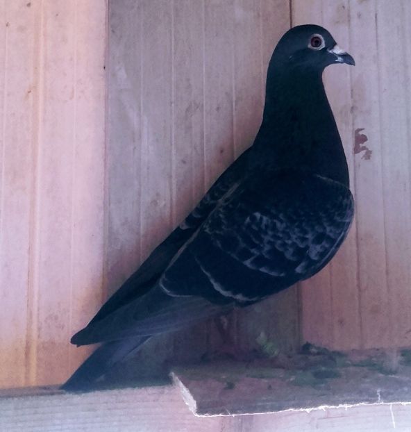 1071798-18Tardiv ukr+041 - 2020