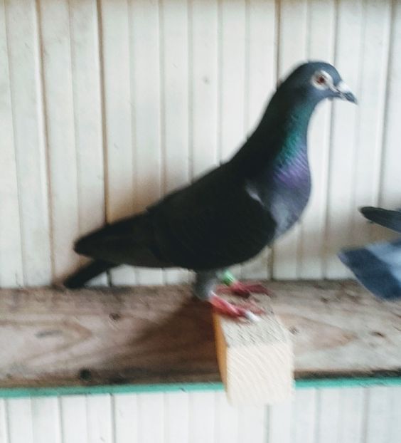 1071800-18 fica  Nat Birzai - 2020