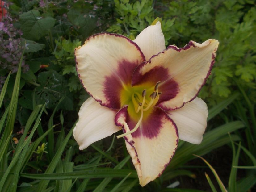 Chicago Picotee Memories - Hemerocallis 2020