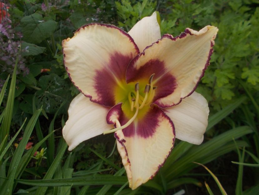 Chicago Picotee Memories - Hemerocallis 2020