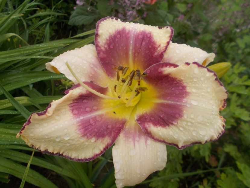 Chicago Picotee Memories - Hemerocallis 2020