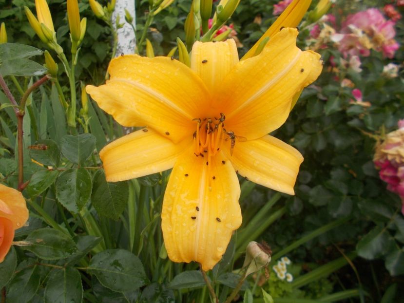 ??? - Hemerocallis 2020