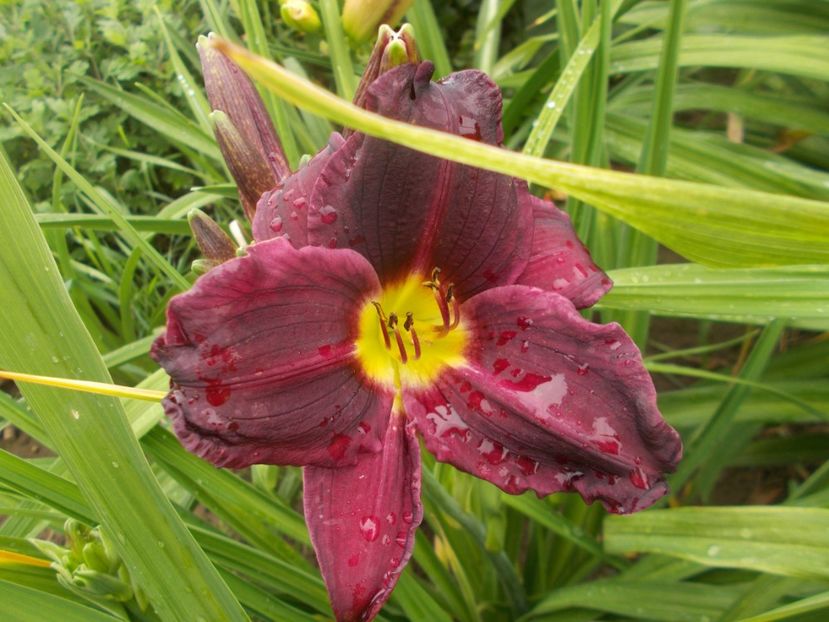 Bela Lugosi - Hemerocallis 2020