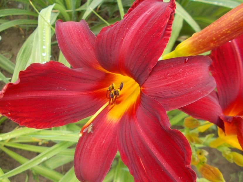CAREY QUEEN - Hemerocallis 2020