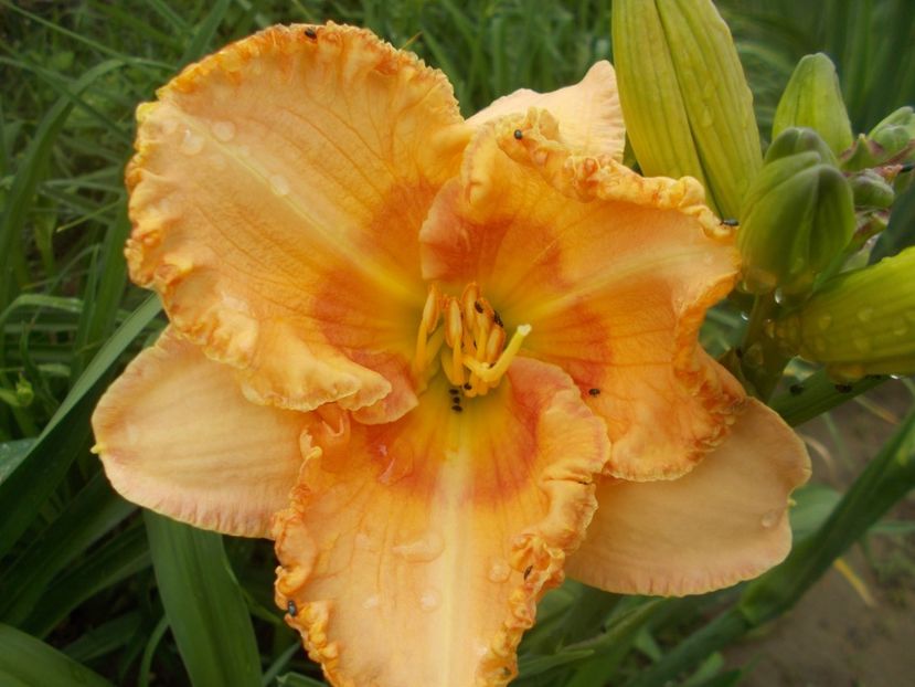 Wisest of Wizards - Hemerocallis 2020