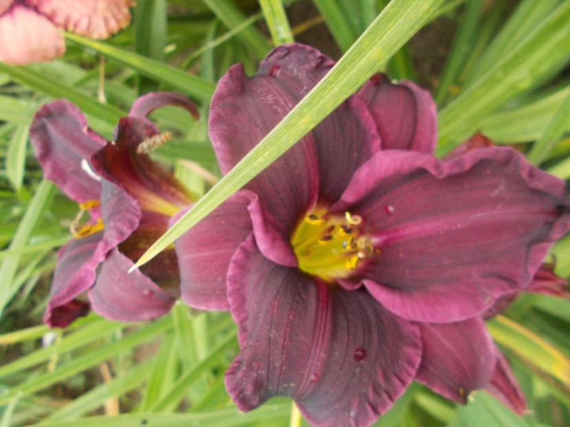 Bela Lugosi - Hemerocallis 2020