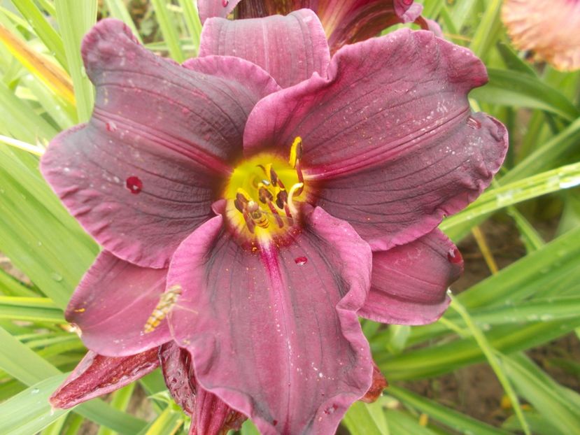 Bela Lugosi - Hemerocallis 2020