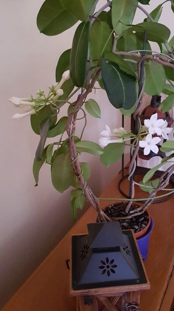  - Alte plante de interior