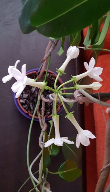  - Alte plante de interior