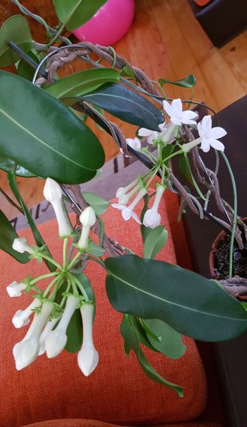  - Alte plante de interior