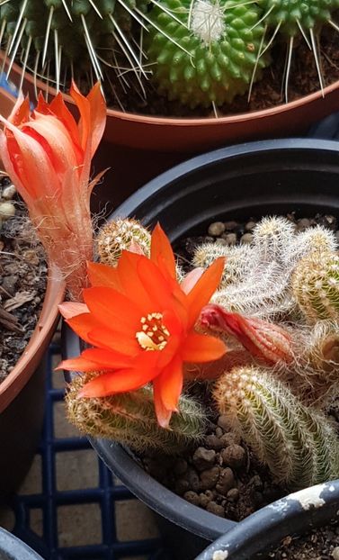  - Chamaecereus silvestrii