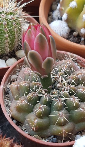  - Gymnocalycium