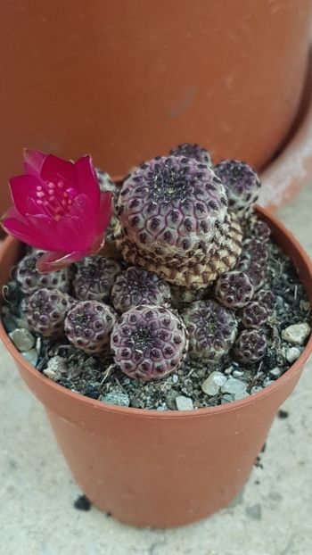 Sulcorebutia rauschii f. violacidermis - Rebutia