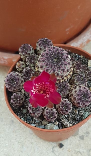 Sulcorebutia rauschii f violacidermis - Rebutia