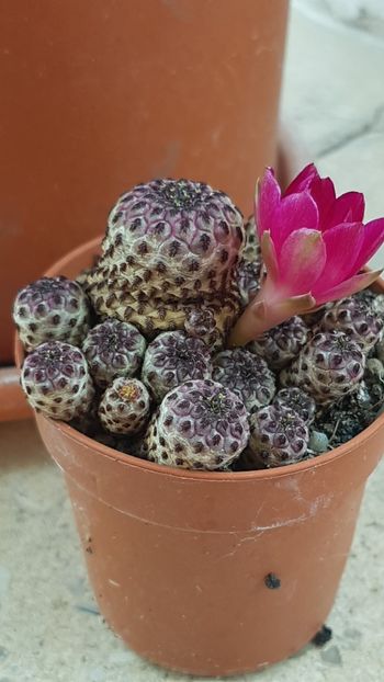 Sulcorebutia rauschii f. violacidermis - Rebutia