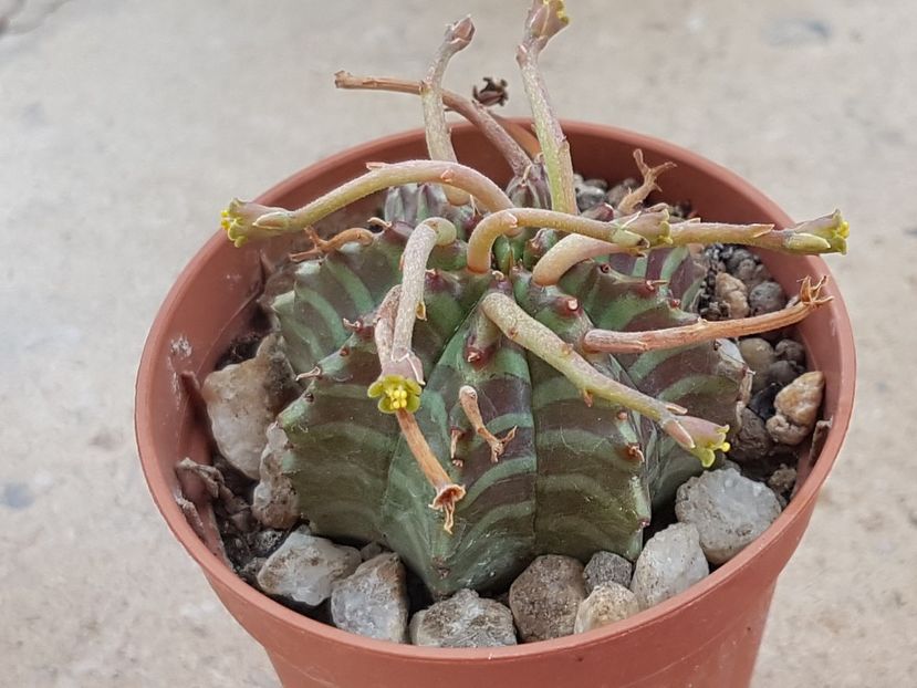 Euphorbia meloformis - Euphorbia ---
