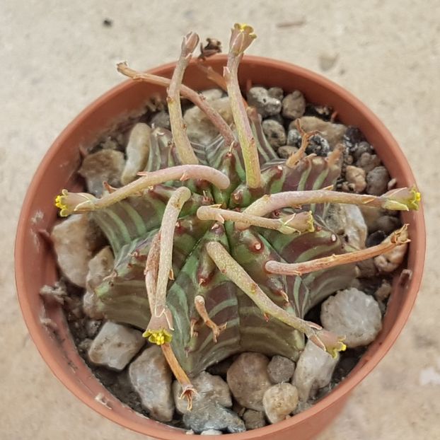 Euphorbia meloformis - Euphorbia ---