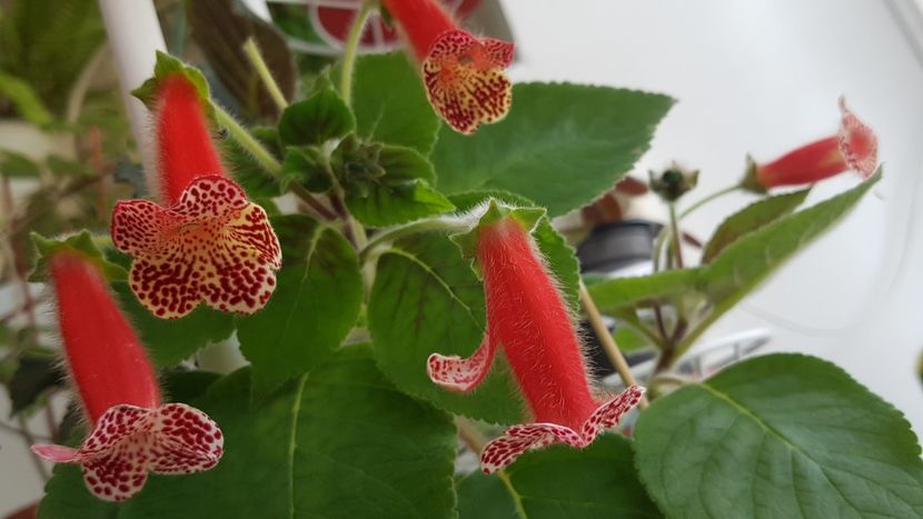 Bibbi - Kohleria