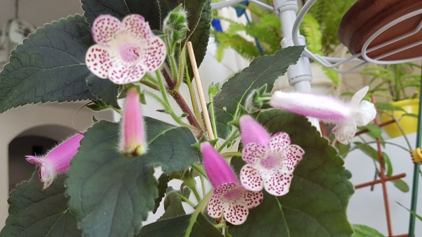 Hcy's Jardin de Monet - Kohleria