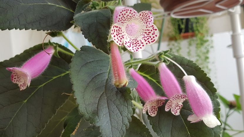 Hcy's Jardin de Monet - Kohleria