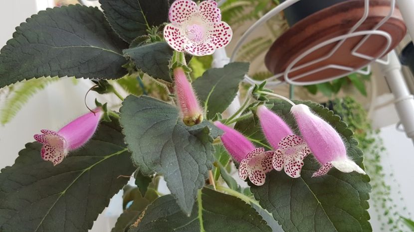 Hcy's Jardin de Monet - Kohleria