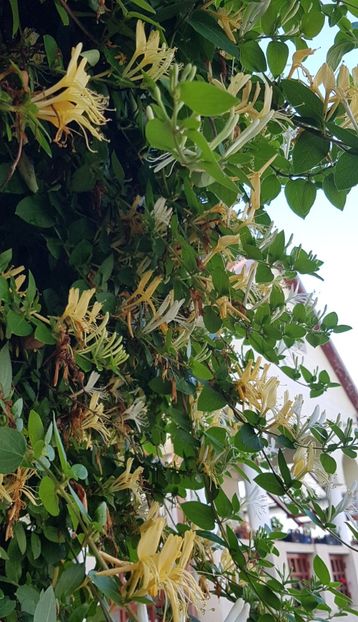 Caprifoiul inflorit - Iunie 2020