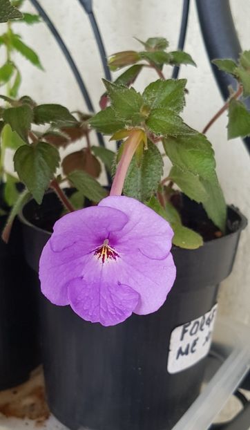 Forget me not - Achimenes 2020