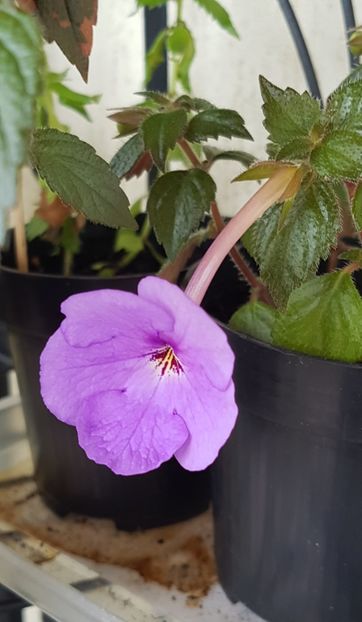 Forget me not - Achimenes 2020