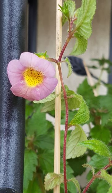 Sunburst - Achimenes 2020