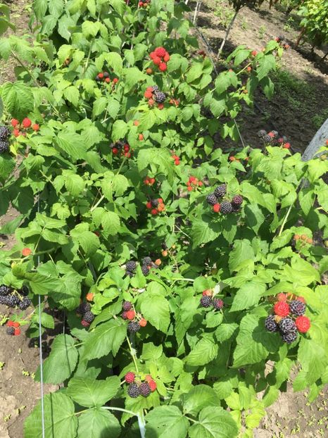  - zmeur Black Jewel ------ negru