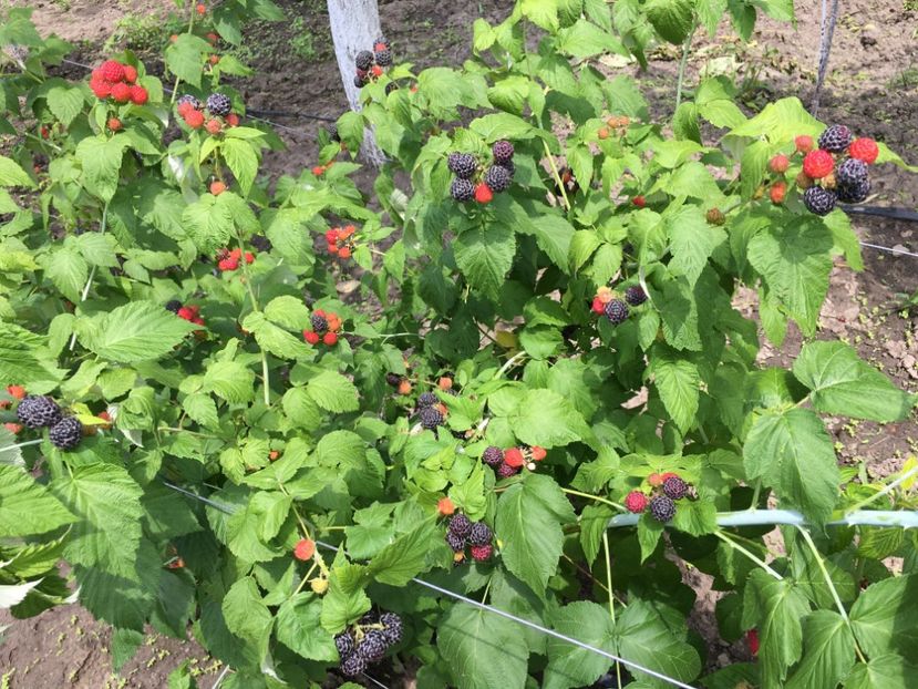  - zmeur Black Jewel ------ negru