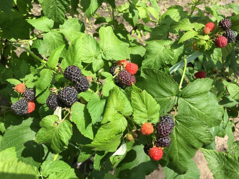  - zmeur Black Jewel ------ negru