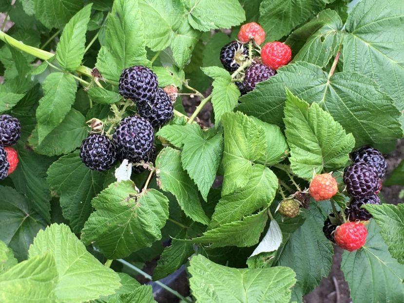  - zmeur Black Jewel ------ negru