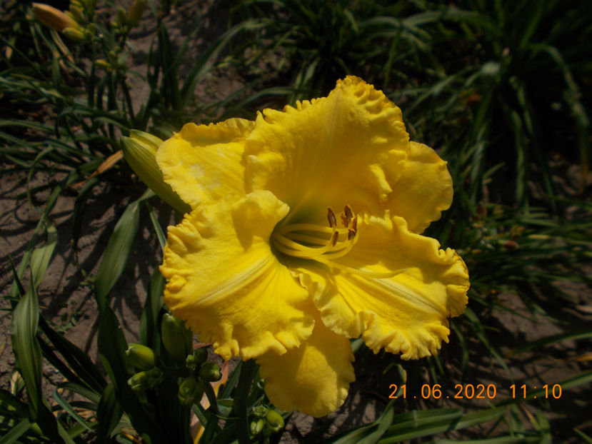 Sr-r1,11-hello  sunshine-16 - HEMEROCALLISI DISPONIBILI-2023