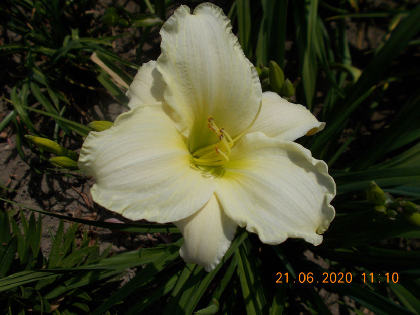 gentle shepard-12 - Hemerocallisi disponibili -2021