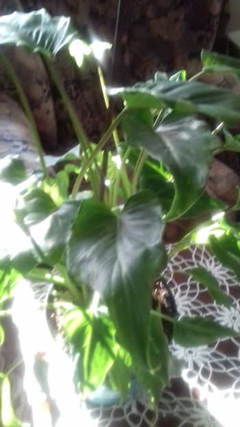 Ph. Xanadu - 003-1 Philodendron