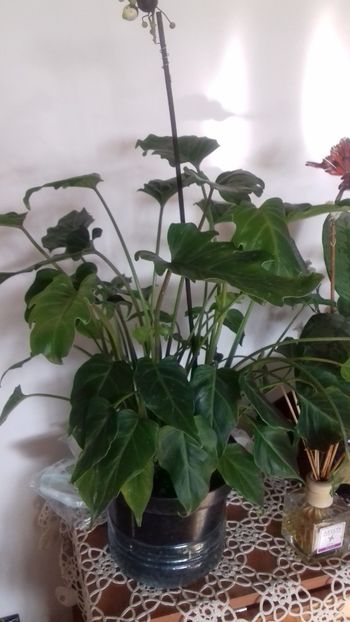  - 003-1 Philodendron
