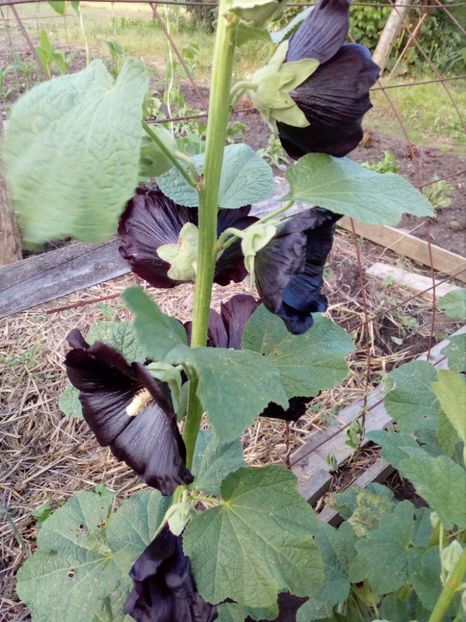  - SEMINTE NALBA NEAGRA - D 146 Hollyhock Black