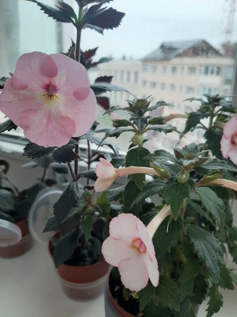  - achimenes-primele incercari
