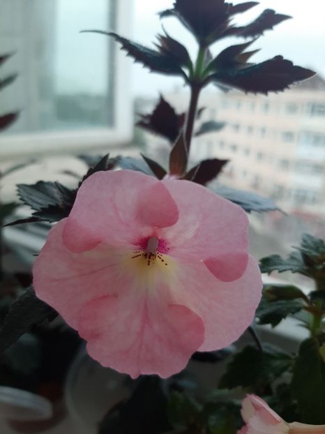  - achimenes-primele incercari