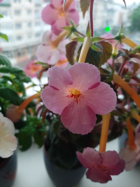  - achimenes-primele incercari