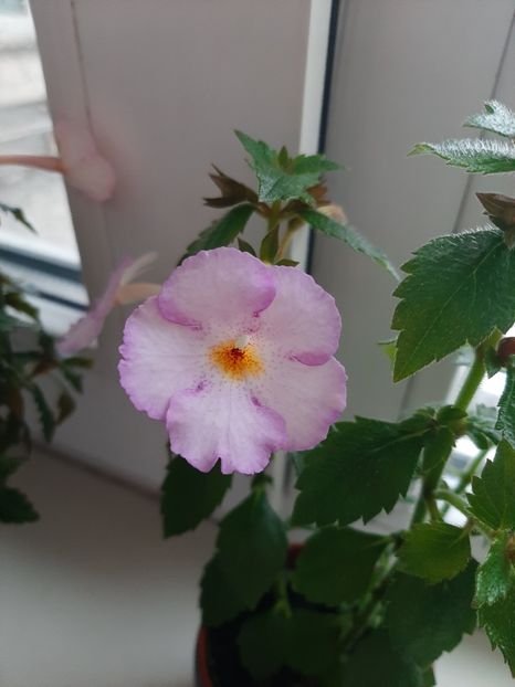  - achimenes-primele incercari