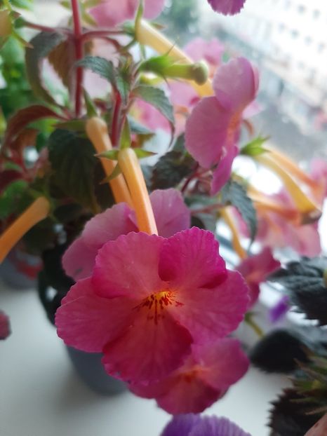  - achimenes-primele incercari
