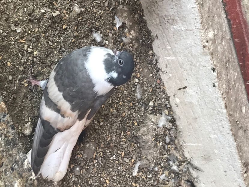 ECEEC9A9-3388-483B-A0EF-B73109856563 - Vargati cu dunga alba