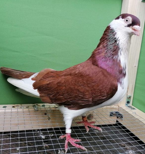  - porumbei care mi-au apartinut