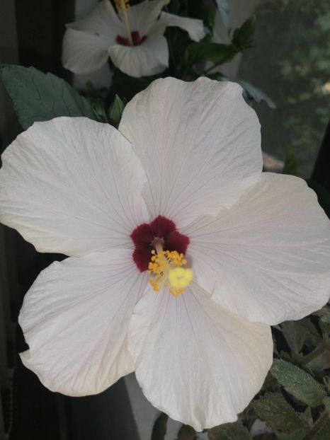  - hibiscus alb