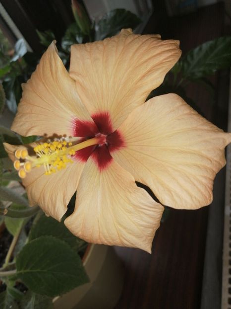  - hibiscus peach