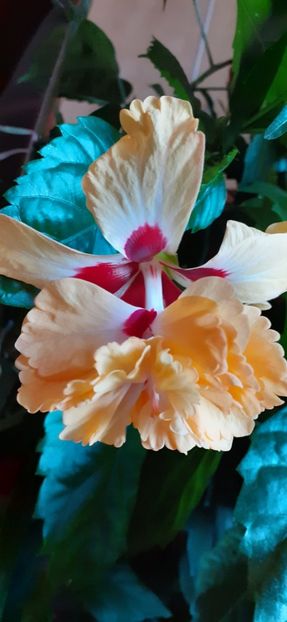  - Hibiscus 2015-2024