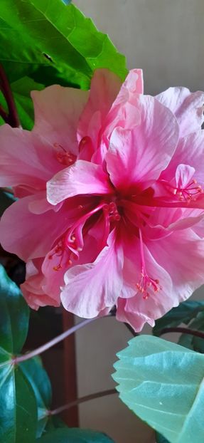  - Hibiscus 2015-2024