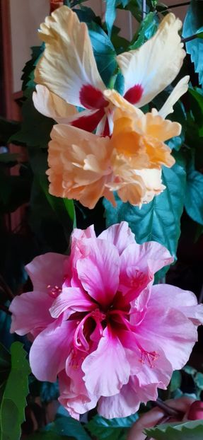 - Hibiscus 2015-2024